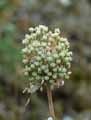 Amaryllidaceae-Allium-ampeloprasum-Poireau-d-ete-Poireau-du-Levant-Gros-ail-Carambole-Baragane.jpg