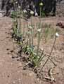 Amaryllidaceae-Allium-polyanthum-Poireau-de-vigne-Poireau-sauvage.jpg