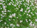 Amaryllidaceae-Allium-senescens-ssp.-montanum-var.-Glaucum-Ail-decoratif.jpg