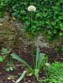 Amaryllidaceae-Allium-stipitatum-Allium-hirtifolium-Mount-Everest-Echalotte-de-Perse-Ognion-persan.jpg