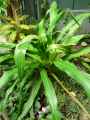 Amaryllidaceae-Crinum-mabile-Crinole-20131123234530.jpg