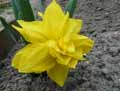 Amaryllidaceae-Narcissus-Double-Smiles-Narcisse-Jonquille.jpg