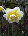 Amaryllidaceae-Narcissus-White-Lion-Narcisse-Jonquille.jpg