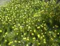 Amaryllidaceae-Narcissus-jonquilla-Petite-Jonquille-Jonquille-vraie.jpg