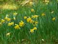 Amaryllidaceae-Narcissus-pseudonarcissus-Narcisse-jaune-Jonquille.jpg