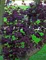 Anacardiaceae-Cotinus-coggygria-Royal-Purple-Arbre-a-perruque-Barbe-de-Jupiter-Fustet.jpg