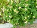 Apiaceae-Astrantia-major-Grande-astrance-Radiare-Sanicle.jpg