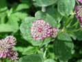 Apiaceae-Astrantia-maxima-Astrance-a-feuille-d-Hellebore.jpg