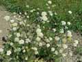 Apiaceae-Bunium-bulbocastanum-Noix-de-terre-Chataigne-de-terre.jpg