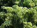 Apiaceae-Crithmum-maritimum-Criste-marine-Fenouil-marin.jpg