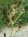Eryngium agavifolium, Eryngium bromeliifolium