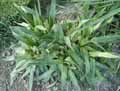 Eryngium agavifolium, Eryngium bromeliifolium