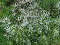 Apiaceae-Eryngium-bourgatii-Panicaut-de-bourgat-Panicaut-des-Pyrenees.jpg