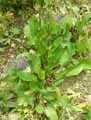 Apiaceae-Eryngium-bourgatii-ssp.-heldreichii-Panicaut-de-Bourgat-Chardon-bleu-des-Pyrenees.jpg