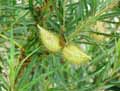 Gomphocarpus physocarpus, Asclepias physocarpa