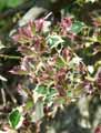 Ilex aquifolium aureomarginata