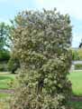 Ilex aquifolium aureomarginata
