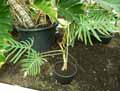 Philodendron heterophyllum