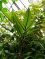 Gastonia cutispongia