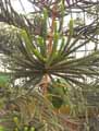 Araucariaceae-Araucaria-muelleri-Pin-canlelabre-Araucaria-de-Mueller.jpg