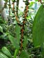 Chamaedorea elegans