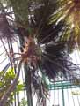 Arecaceae-Howea-belmoreana-Palmier-frise-Kentia-frise.jpg