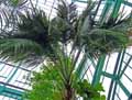 Arecaceae-Howea-forsteriana-Howea-de-Forster-Kentia.jpg