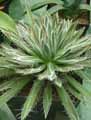 Asparagaceae-Agave-polianthiflora-Agave.jpg