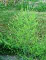 Asparagaceae-Asparagus-officinalis-Asperge-officinale-Asperge-commune-Asperge-comestible.jpg
