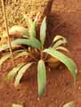 Asparagaceae-Cordyline-neocaledonica-Cordyline.jpg