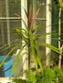 Asparagaceae-Cordyline-stricta-Volkaerti-Svelte-Lily-Palm.jpg