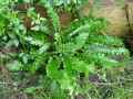 Aspleniaceae-Asplenium-scolopendrium-Angustifolia-Asplenium-Scolopendre--Herbe-hepatique--Herbe-a-la-rate--Langue-de-boeuf--Langue-de-cerf-20131124004128.jpg