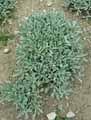 Asteraceae-Antennaria-dioica-Pied-de-chat-dioique-Patte-de-chat-dioique.jpg