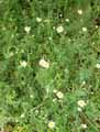 Asteraceae-Anthemis-triumfetti-Camomille-de-Trionfetti.jpg