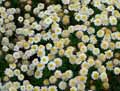 Asteraceae-Argyranthemum-frutescens-Chrysantheme-frutescent-Marguerite.jpg