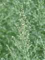 Artemisia absynthium