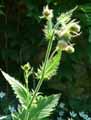 Cirsium carniolicum ssp. rufescens