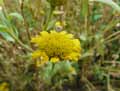 Glebionis segetum, Chrysanthemum segetum