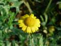 Glebionis segetum, Chrysanthemum segetum