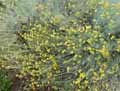Helicrysum italicum, Helicrysum angustifolium