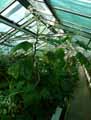 Begonia jocelinoi