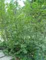 Betulaceae-Alnus-alnobetula-subsp.-alnobetula-Aulne-vert.jpg