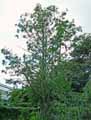 Betulaceae-Alnus-incana-Aulne-blanc.jpg