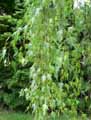 Betulaceae-Betula-pendula-Gracilis-Bouleau-blanc.jpg