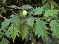 Betulaceae-Corylus-colurna-Noisetier-de-Bysance.jpg