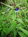 Boraginaceae-Lithospermum-purpurocaeruleum-Gremil-pourpre-bleu.jpg