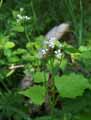 Brassicaceae-Alliaria-petiolata-Alliaire-Alliaire-officinale-Herbe-a-l-Ail.jpg