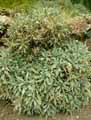 Brassicaceae-Aubrieta-canescens-ssp.-macrostyla-Aubriete.jpg
