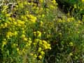 Brassicaceae-Aurinia-petraea-Alysson-des-pierres.jpg