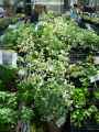 Brassicaceae-Brassica-oleracea-Chantilly-Choux-Chantilly-20131124142200.jpg